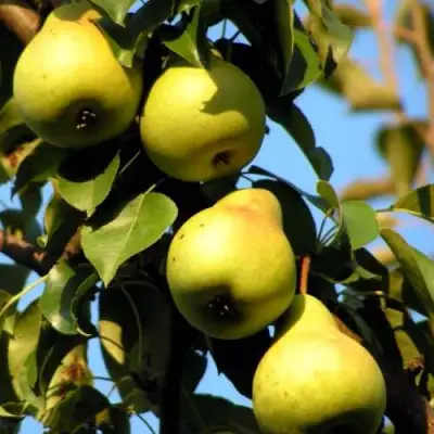 Груша НЕЖНОСТЬ колонновидная	 в Жлобине
