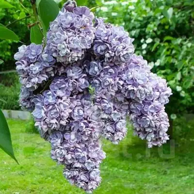 Сирень АМИ ШОТТ в Жлобине