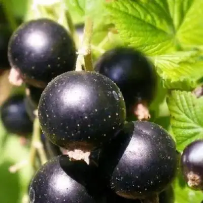 Смородина черная ЧЕРНООКАЯ в Жлобине