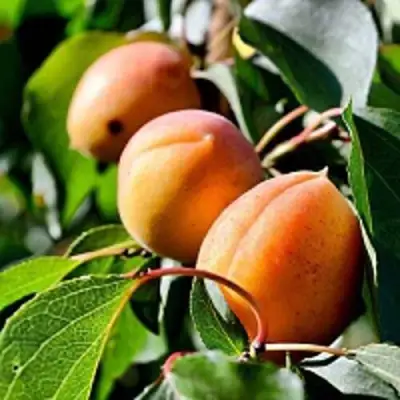 Абрикос БАЙ в Жлобине