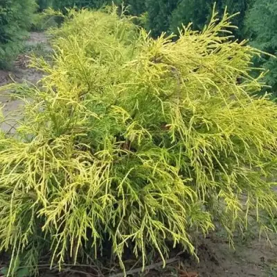 Кипарисовик ФИЛИФЕРА АУРЕА горохоплодный в Жлобине