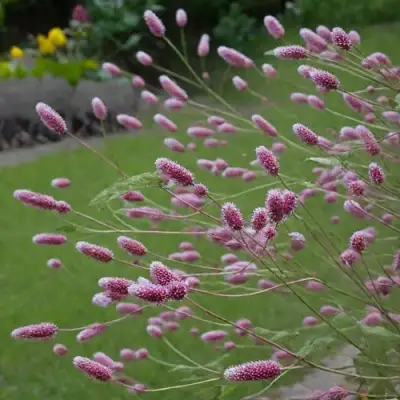 Кровохлебка РОК ЭНД РОЛЛ в Жлобине