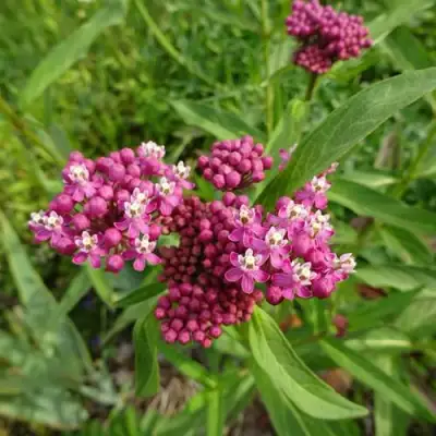 Ваточник МЯСО-КРАСНЫЙ в Жлобине