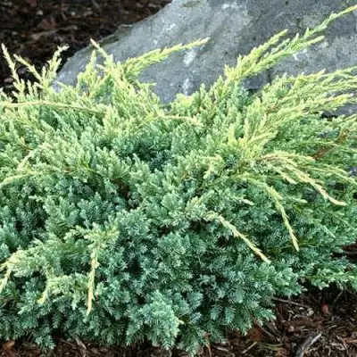 Можжевельник ХОЛГЕР чешуйчатый в Жлобине