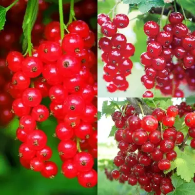 Комплект КРАСНЫЙ УРОЖАЙ в Жлобине