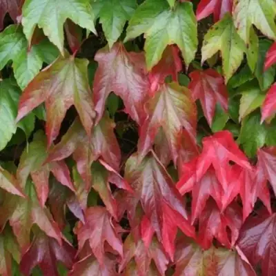 Девичий виноград тройчатый ВИЧИ в Жлобине