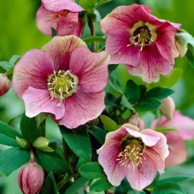 Морозник ВОСТОЧНЫЙ в Жлобине