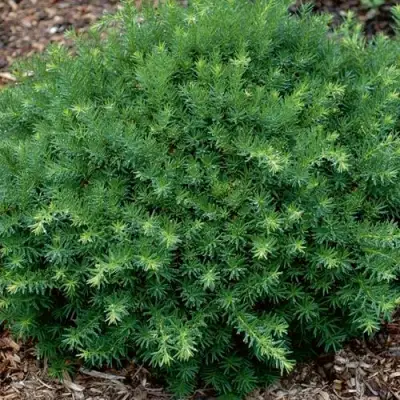 Тис ХИКСИ средний в Жлобине