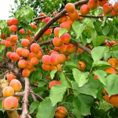 Абрикос ОТБОР АСТАХОВА в Жлобине