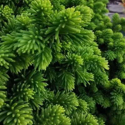 Ель ЛИТЛ ДЖЕМ обыкновенная в Жлобине