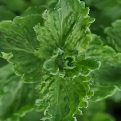 Мята КРИСПА в Жлобине