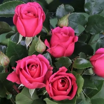 Роза ЛАВ ЛЕТТЕР флорибунда в Жлобине