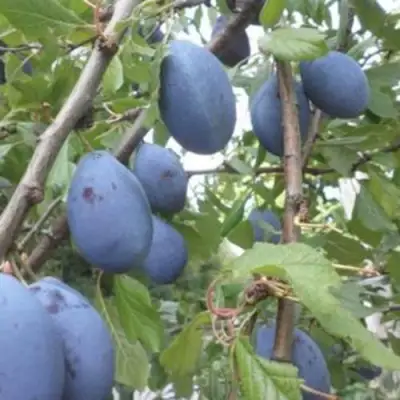 Слива ГИЛЬБЕРТ в Жлобине