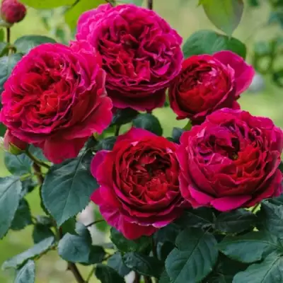 Роза КЕЙТ английская в Жлобине