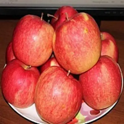 Яблоня ЛИГОЛ в Жлобине