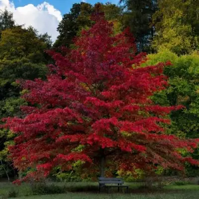 Дуб болотный в Жлобине