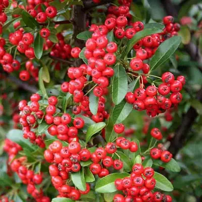 Пираканта РЕД КУИШОН в Жлобине