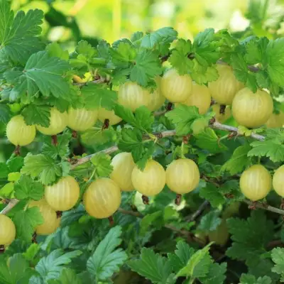 Крыжовник БЕРИЛЛ в Жлобине