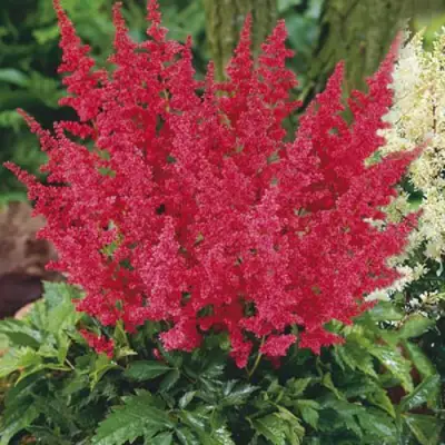 Астильба МОНТГОМЕРИ японская в Жлобине