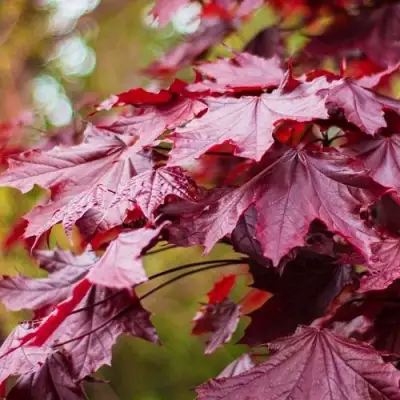 Клен РОЯЛ РЕД остролистный в Жлобине