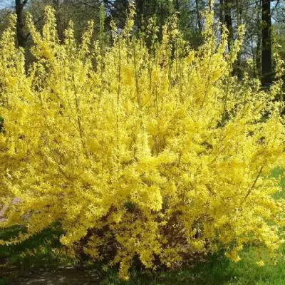 Форзиция ФОРЧУНА в Жлобине