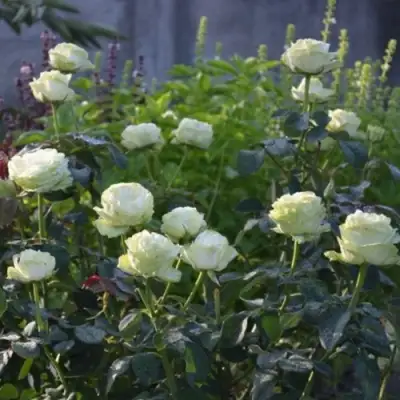 Роза ВАКАНА японская в Жлобине