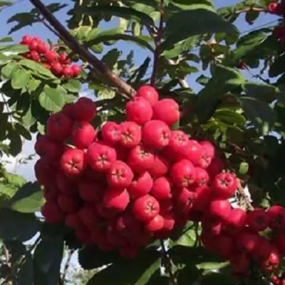 Рябина МОРАВСКАЯ сладкоплодная в Жлобине