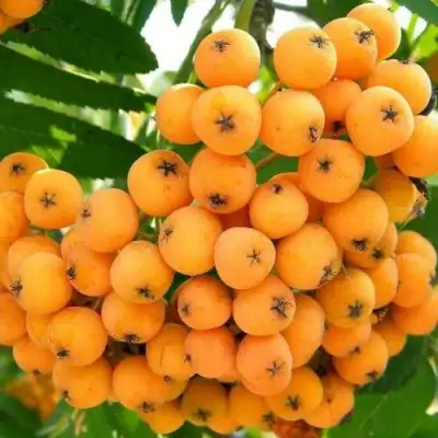 Рябина НЕВЕЖИНСКАЯ ЖЕЛТАЯ сладкоплодная в Жлобине