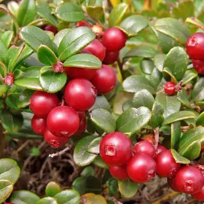 Брусника садовая АМЕРЛАНД в Жлобине