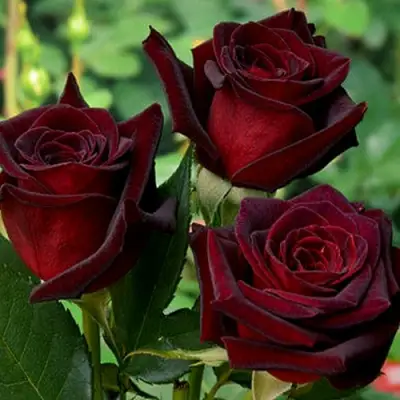 Роза ЧЕРНАЯ МАГИЯ чайно-гибридная в Жлобине