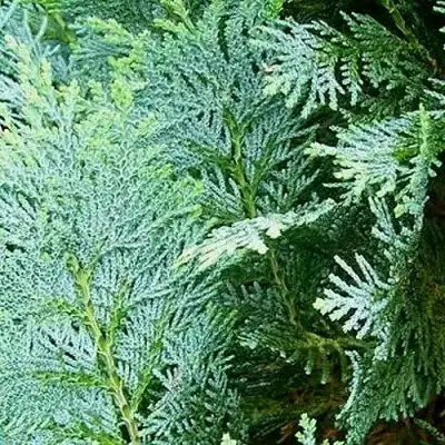 Кипарисовик КОЛУМНАРИС лавсона в Жлобине