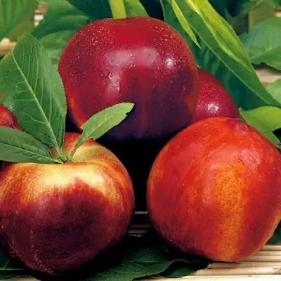 Нектарин СТАРК РЕД ГОЛД в Жлобине