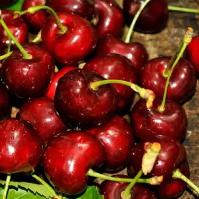 Черешня САММИТ в Жлобине
