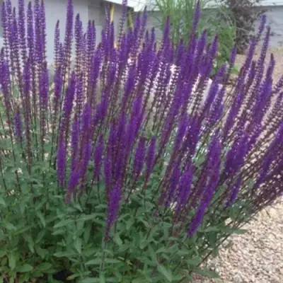 Шалфей КАРАДОНА в Жлобине