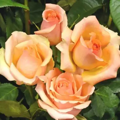 Роза ВЕРСИЛИЯ чайно-гибридная в Жлобине