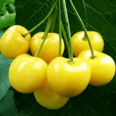 Черешня ПОДСНЕЖНИК в Жлобине