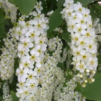 Черемуха САМОПЛОДНАЯ в Жлобине