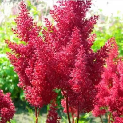 Астильба СКАЙСКРЕЙПЕР китайская в Жлобине