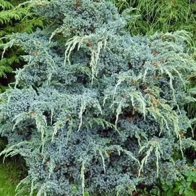 Можжевельник БЛЮ АЛЬПС китайский  в Жлобине