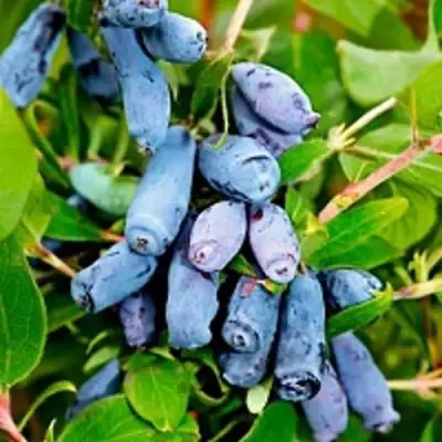 Жимолость съедобная БАКЧАРСКИЙ ВЕЛИКАН в Жлобине