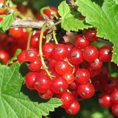 Смородина красная РАЧКОВСКАЯ в Жлобине