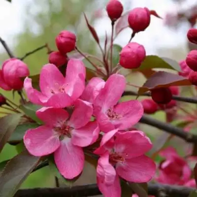 Яблоня РУДОЛЬФ декоративная  в Жлобине