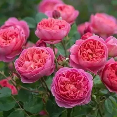 Роза БЕНДЖАМИН БРИТТЕН шраб в Жлобине