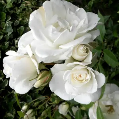 Роза АЙСБЕРГ флорибунда в Жлобине