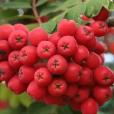 Рябина АЛАЯ КРУПНАЯ сладкоплодная в Жлобине