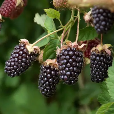 Ежемалина БОЙСЕНБЕРРИ в Жлобине