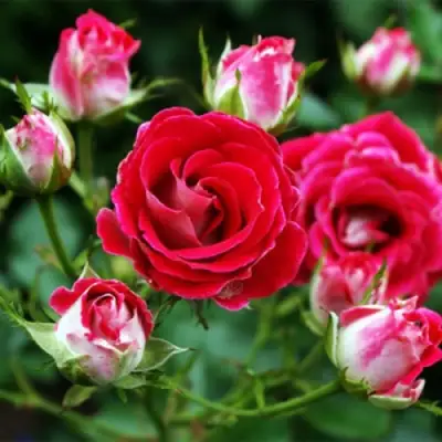 Роза ШОНЕ КОБЛЕНЦЕРИН флорибунда в Жлобине