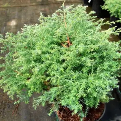 Кипарисовик СКВАРРОЗА горохоплодный в Жлобине