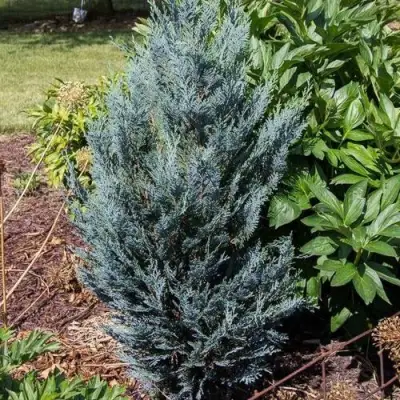 Кипарисовик ДАРТС БЛЮ РИББОН лавсона в Жлобине