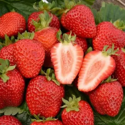 Клубника ФЛОРЕНС в Жлобине